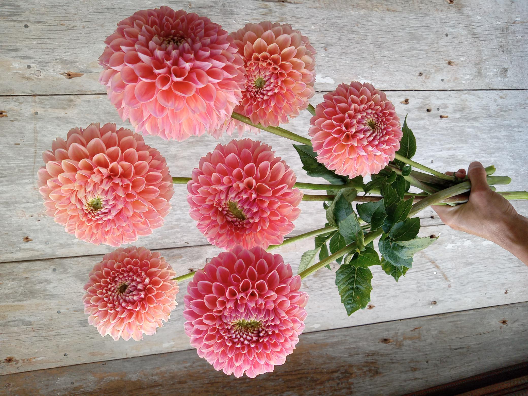 Fleurs locales vrac dahlias zinnias