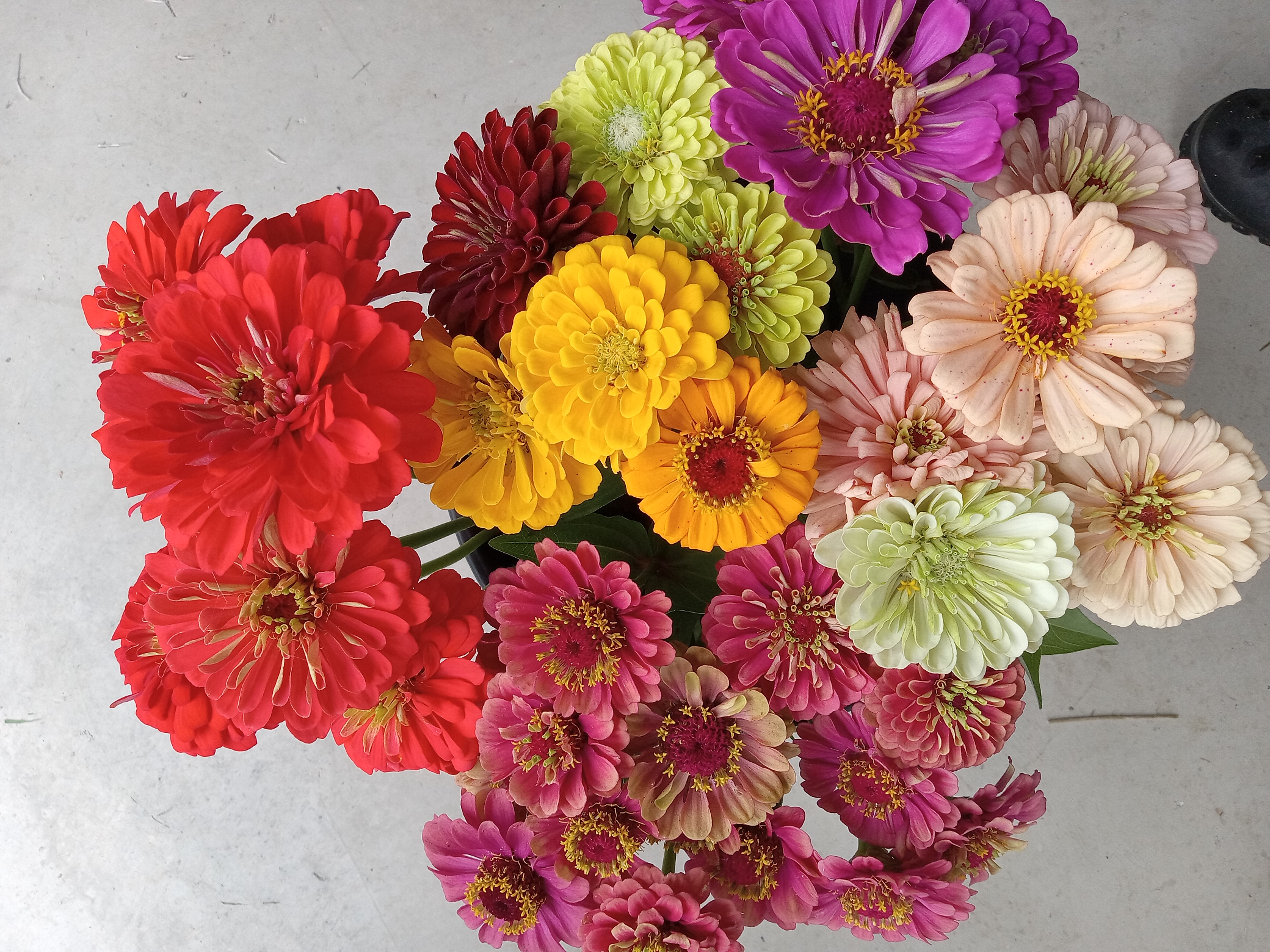 Zinnias