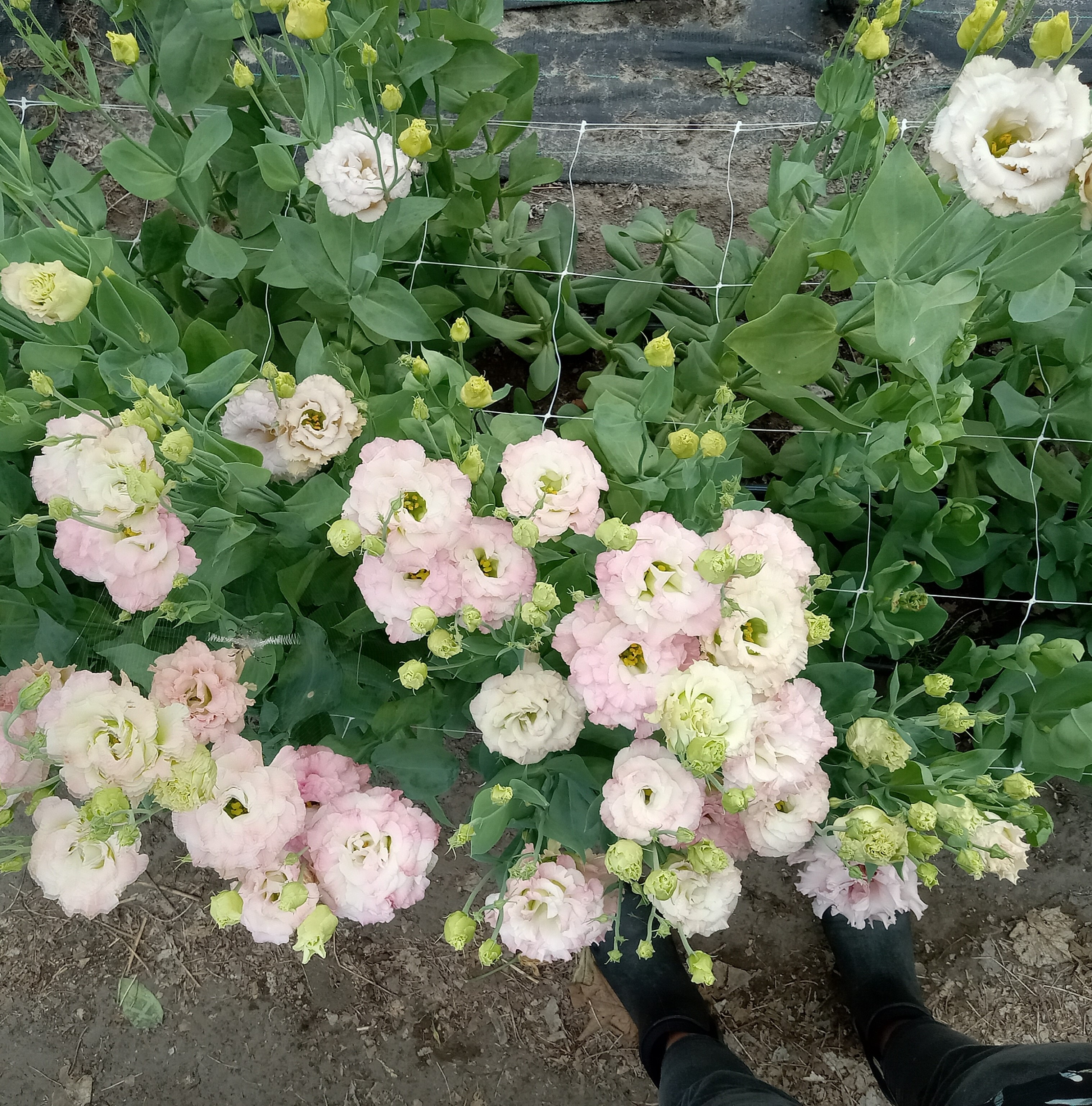 Floriculture lisianthus
