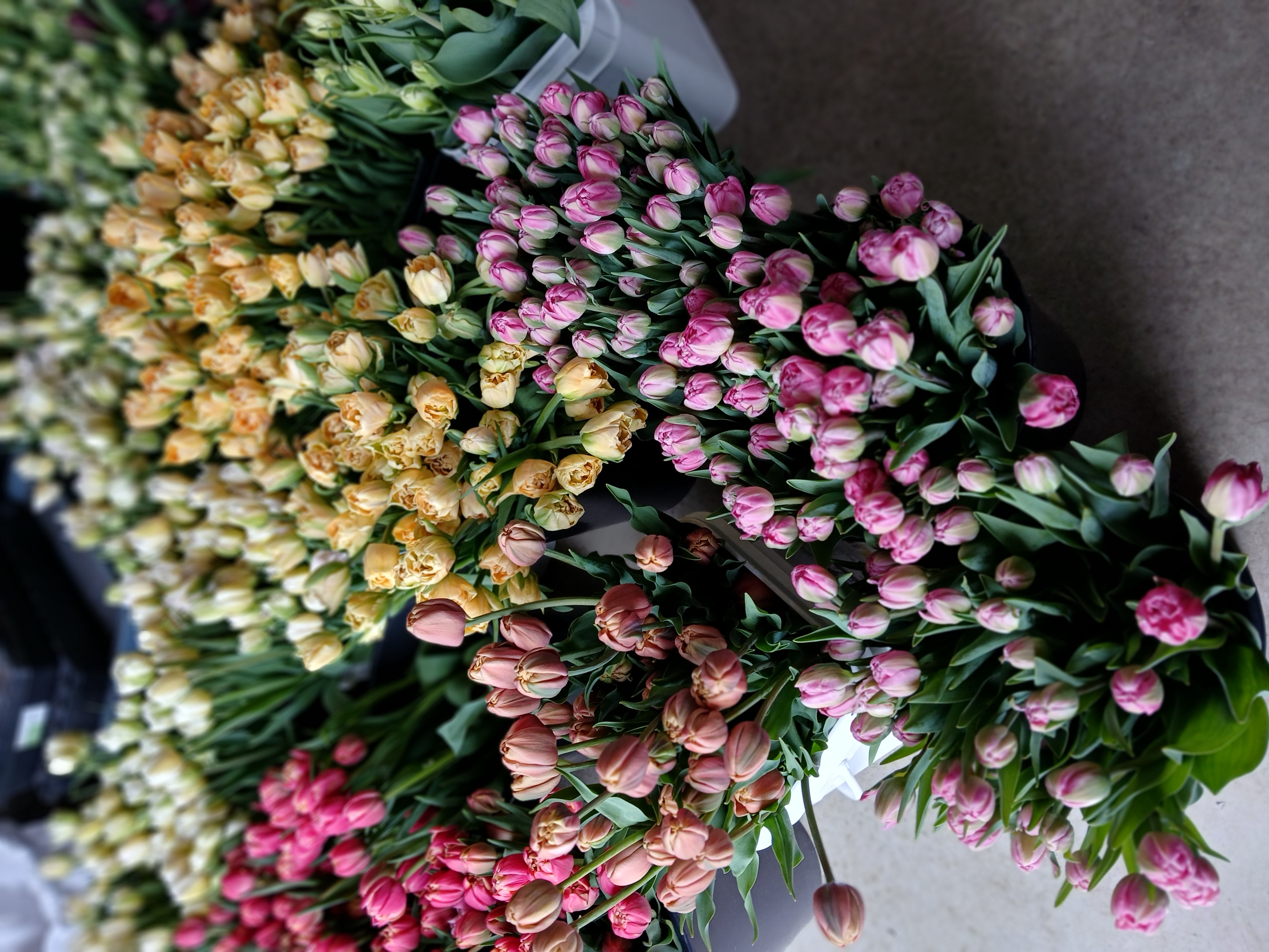 Tulipes fleurs locales