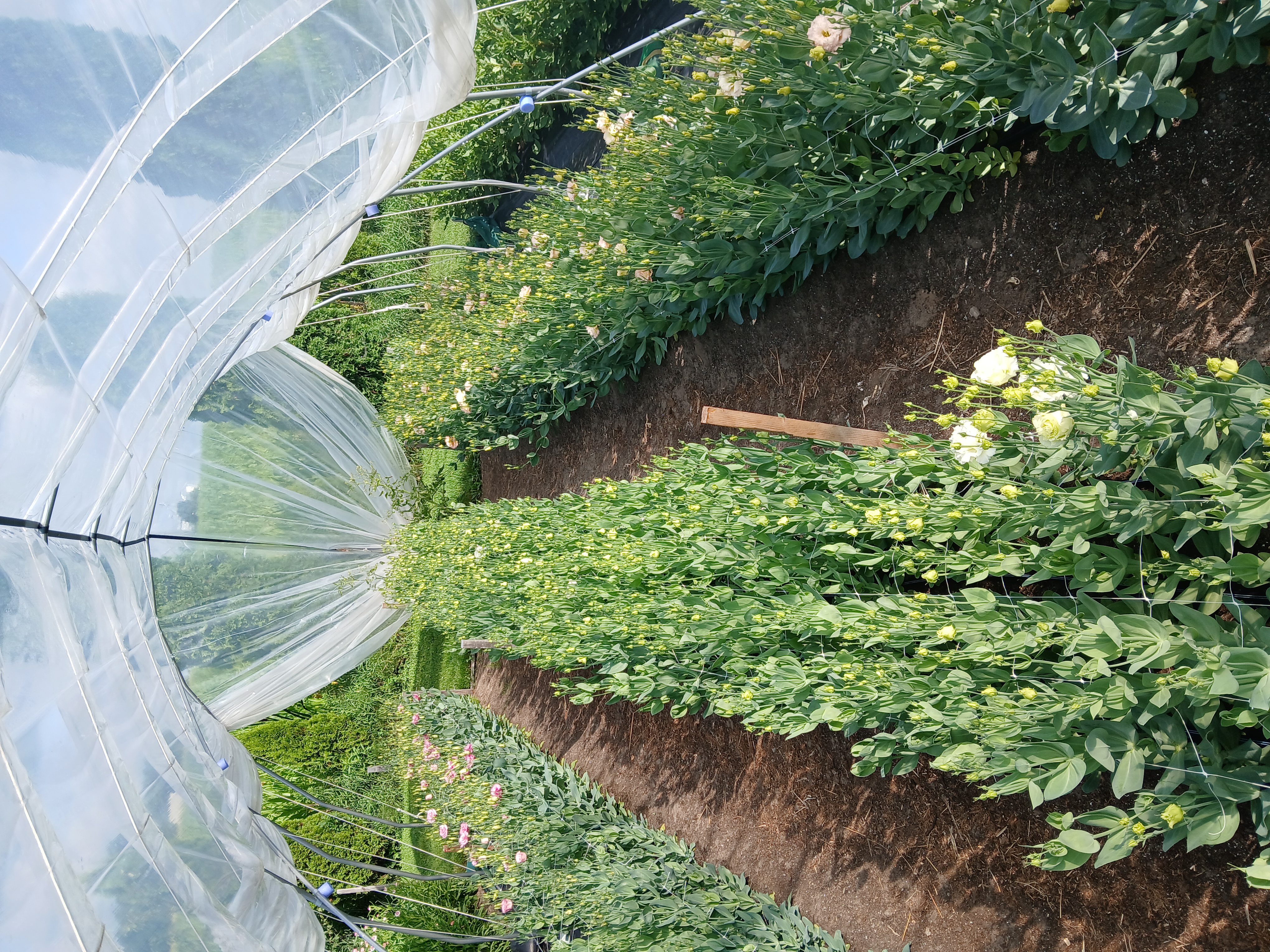 Floriculture lisianthus