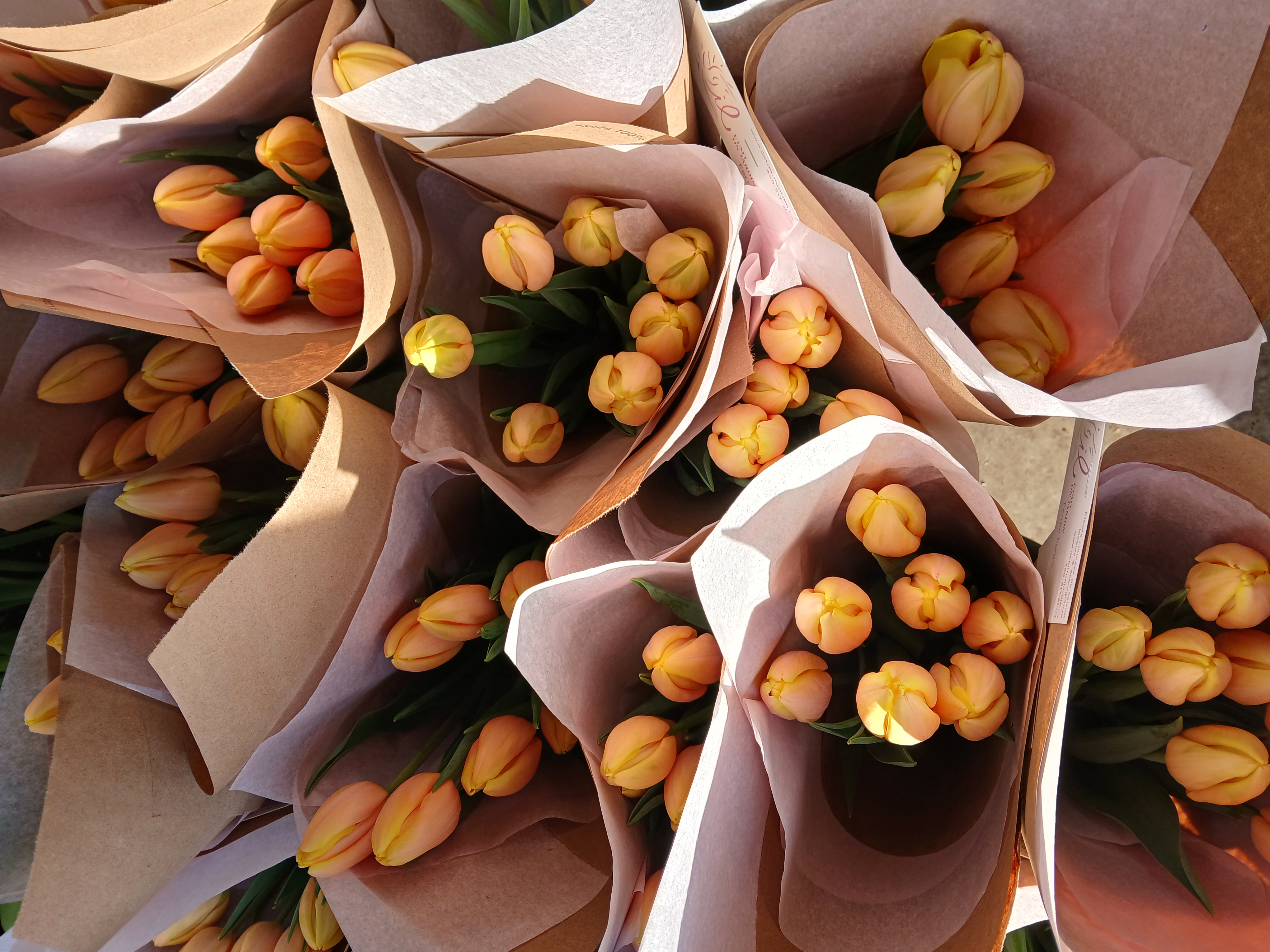 Fleurs séchées miscanthus